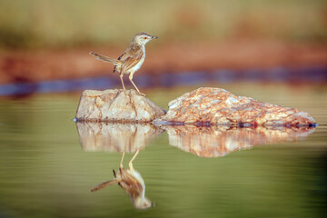 Black chested Prinia standing on rock in middle of water with reflection  in Greater Kruger...