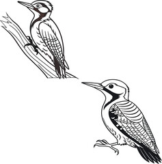 Fototapeta premium Woodpecker bird bundle line art and illustrator eps