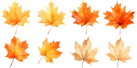 Watercolor Set of Maple Autumn Leaves Isolated on White Background
