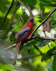red-headed trogon or Harpactes erythrocephalus at Dehing Patkai in Assam, India