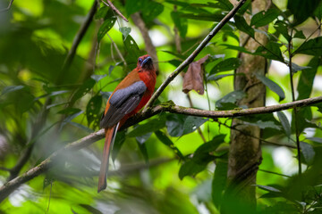 red-headed trogon or Harpactes erythrocephalus at Dehing Patkai in Assam, India