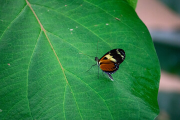 Heliconius Ismenius Butterfly with Striking Orange Wings Resting on a Leaf in a Tropical Environment