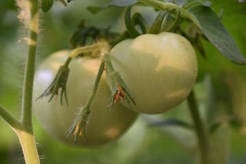 Unripened Green Tomatos in a Vegetable Garden