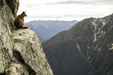 A brush-tailed rock-wallaby perched on a rocky ledge, surveying its mountainous habitat with caution