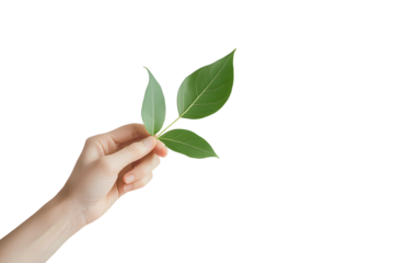 A single hand gently holds a green leaf against a white backdrop, symbolizing life, growth, and simplicity, with a serene and natural essence depicted artistically.