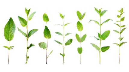 Collection of fresh mint leaves, isolated on white background