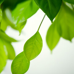 Fototapeta premium green leaves background