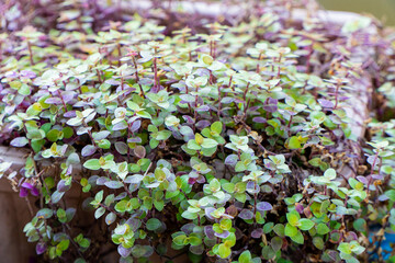 Charlie Ribbon Tree It has a succulent stem. It is a leafy plant that can live for many years. Able to branch and grow about 50-60 cm.
