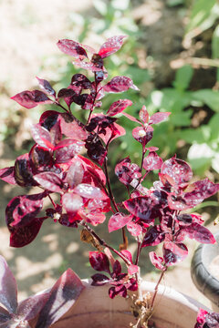 Manee Lom Phet tree or Red Charli tree is an auspicious tree that symbolizes prosperity.