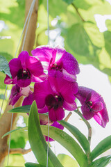 Dendrobium bigibum, commonly known as Cooktown orchid or purple butterfly orchid is an epiphytic...