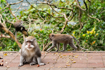 Wild Macaca fascicularis, crab-eating macaque, long-tailed macaque on the road in Bali, Indonesia. Close up. Cute Monkey. Animal in wild nature