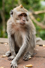 Wild Macaca fascicularis, crab-eating macaque, long-tailed macaque on the road in Bali, Indonesia. Close up. Cute Monkey. Animal in wild nature