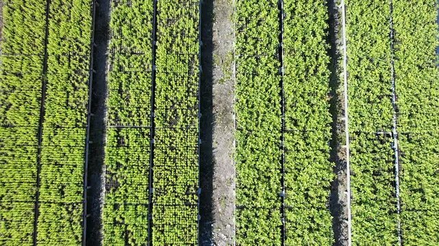 Field for growing plants. Shooting from the air. Smooth flight over four sections