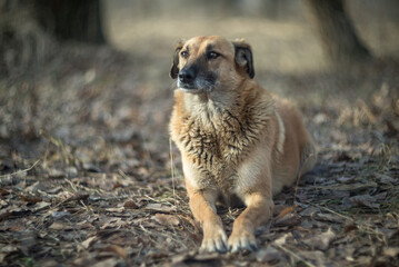 Portrait of a stray dog sitting on grass.