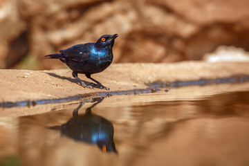 Cape Glossy Starling drinking in waterhole with reflectioin '!in Greater Kruger National park, South Africa ; Specie Lamprotornis nitens family of Sturnidae