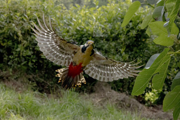 Woodpecker flying with outstretched wings between the trees of a forest