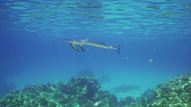 Camera moving forwards approaching of Sea Needle or Garfish swims under surface in blue water, opens its mouth and two cleaner fish is cleaning it from parasites at cleaning station