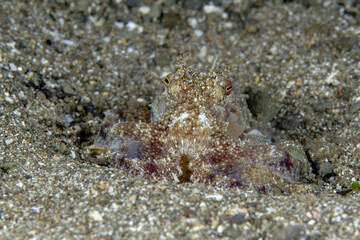 Close-up of an octopus, amphioctopus marginatus, camouflaged in the sand