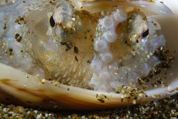 Closeup of an octopus, amphioctopus marginatus, hiding between the shells of a bivalve