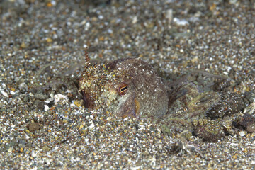 Close-up of an octopus, amphioctopus marginatus, camouflaged in the sand