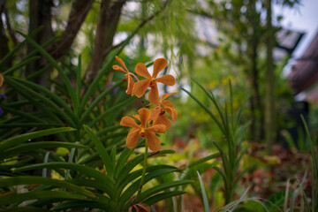 Stunning orchids in full bloom take center stage at the Kuala Lumpur Botanical Garden, showcasing vibrant colors, intricate details, and natural elegance in a lush tropical setting.
