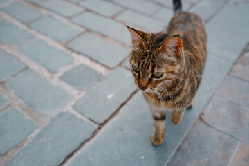 Fototapeta premium Street cats of Turkey roam freely, lounging, playing, and exploring the vibrant streets, creating charming scenes of daily life in urban and rural settings. Antalya city