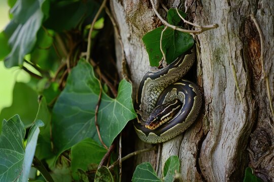 A carpet python coiled around a tree trunk in a suburban backyard, blending with the tree's bark and leaves