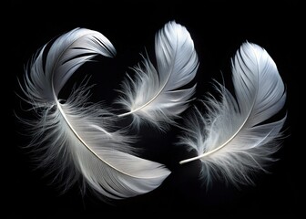 Obraz premium Delicate White Feathers Against Black Background
