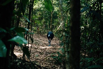 A cassowary with its vivid blue and black plumage, striding confidently through dense rainforest foliage
