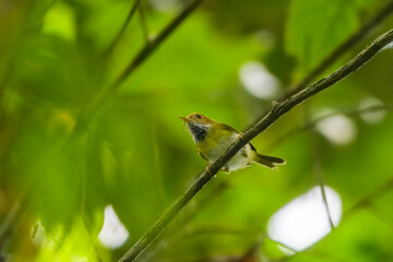rufous-faced warbler or Abroscopus albogularis, a species of the bush warbler, at Dehing Patkai in Assam, India