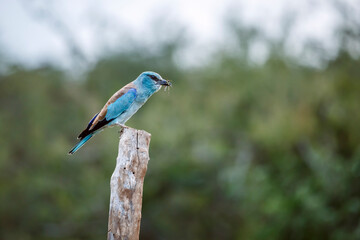 European Roller standing on a pole eating insect in Greater Kruger National park, South Africa ; Specie Coracias garrulus family of Coraciidae