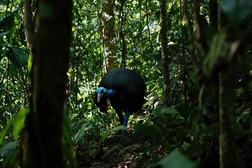 Fototapeta premium A cassowary with its vivid blue and black plumage, striding confidently through dense rainforest foliage