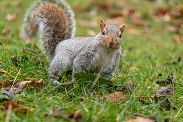 Squirrel on Grass with leaves