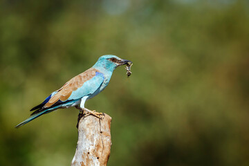European Roller standing on a pole with prey  in Greater Kruger National park, South Africa ;...