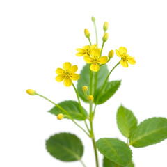 Obraz premium yellow flowers