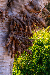 Dracaena draco pertenece a la familia Asparagaceae.