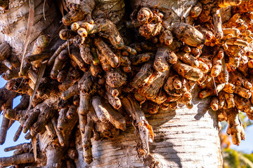 Dracaena draco pertenece a la familia Asparagaceae.