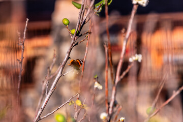 Mariposa posada Prunus domestica pertenece a la familia Rosaceae.