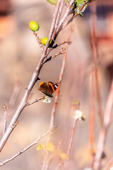 Mariposa posada Prunus domestica pertenece a la familia Rosaceae.