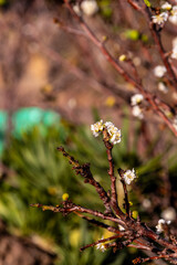 Prunus domestica pertenece a la familia Rosaceae.