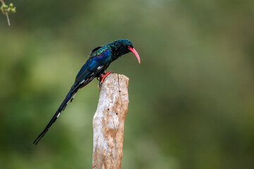 Green wood hoopoe standing on a pole isolated in blur background in Greater Kruger National park, South Africa ; Specie  Phoeniculus purpureus family of Phoeniculidae 