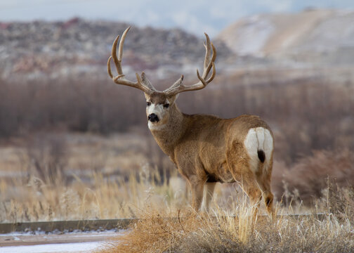 Colorado Wildlife. Wild Deer on the High Plains of Colorado. Mule Deer Buck on a grassy hill.
