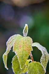 frosty charm