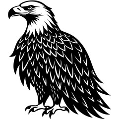 Bald eagle Silhouette vector with white background