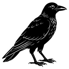 Crow Silhouette vector with white background