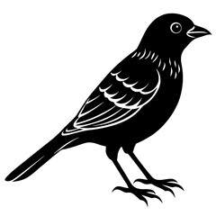 Obraz premium Passerine Silhouette vector with white background