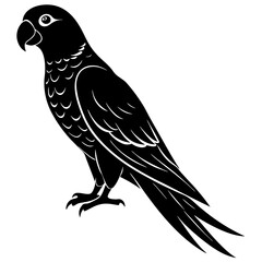 Parrot Silhouette vector with white background