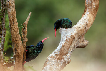 Two Green wood hoopoe standing on a branch isolated in blur background in Greater Kruger National...