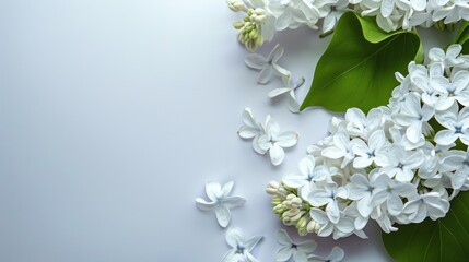 White lilac blossoms scattered on lavender background, floral design, greeting card