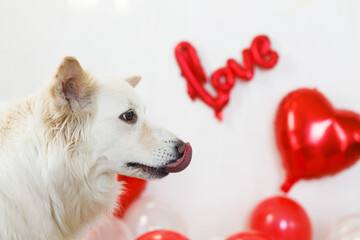 Happy valentines day. Cute dog sitting on background of stylish red love shaped and hearts...